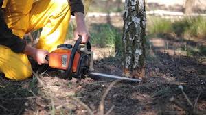 Best Commercial Tree Services  in Buena Vista, VA