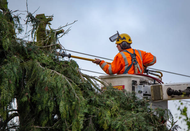 Professional Tree Removal Services in Buena Vista, VA